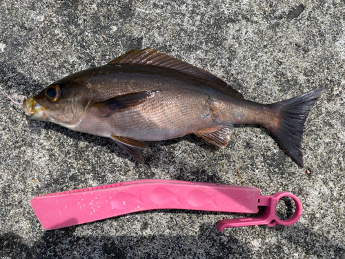 イサキの釣果