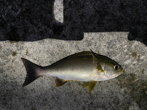 イサキの釣果