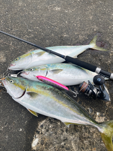 イナダの釣果