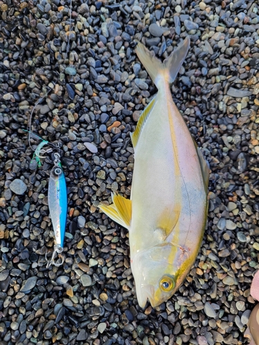 ショゴの釣果