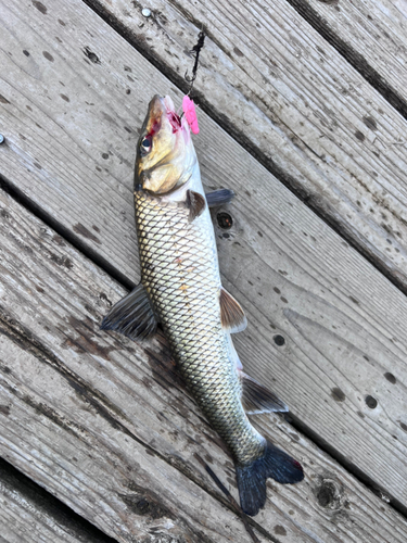 ニゴイの釣果