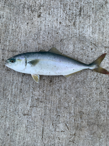 ワカシの釣果