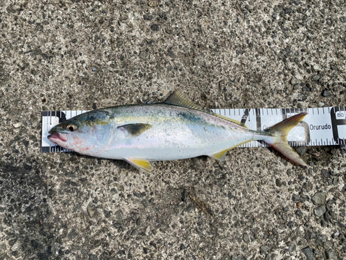 ハマチの釣果