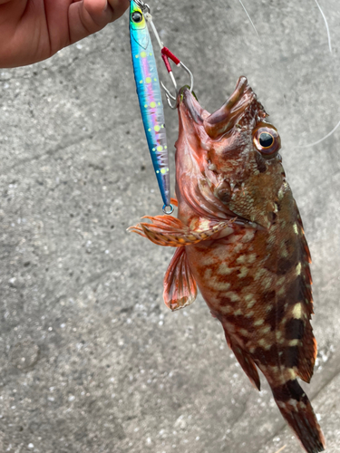 カマスの釣果