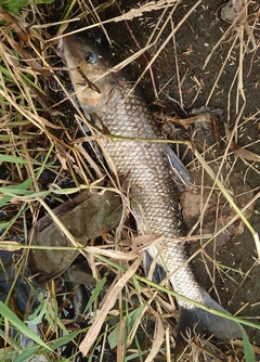 ニゴイの釣果