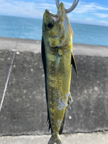 シイラの釣果