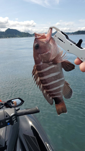 マハタの釣果