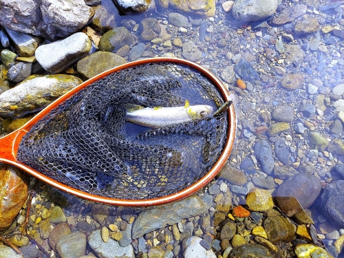 カワムツの釣果