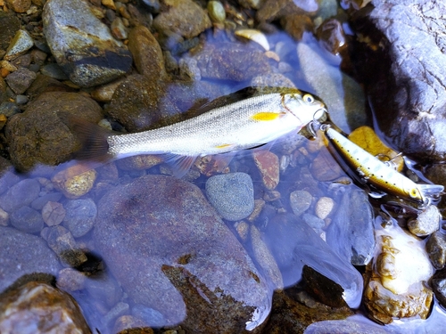 カワムツの釣果