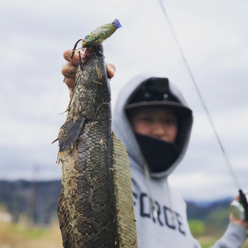 ライギョの釣果