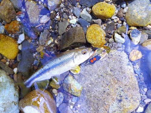 カワムツの釣果