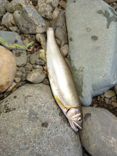 アユの釣果