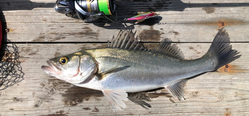 シーバスの釣果