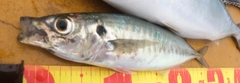 マルアジの釣果