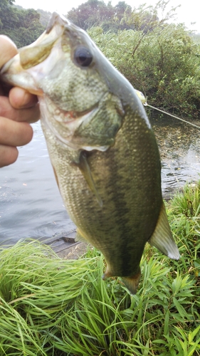 ラージマウスバスの釣果