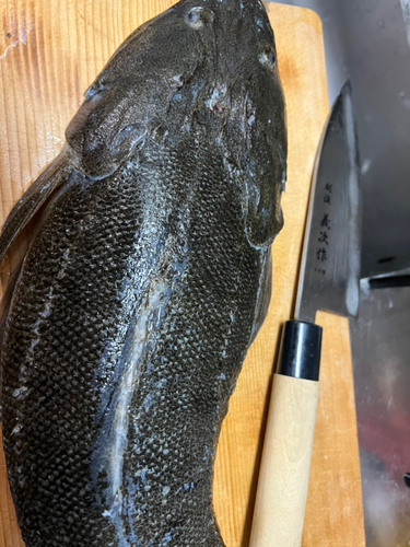 マゴチの釣果