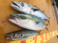 ブリの釣果