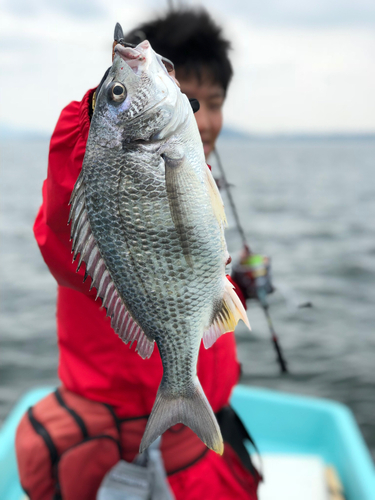 キビレの釣果