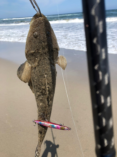 マゴチの釣果