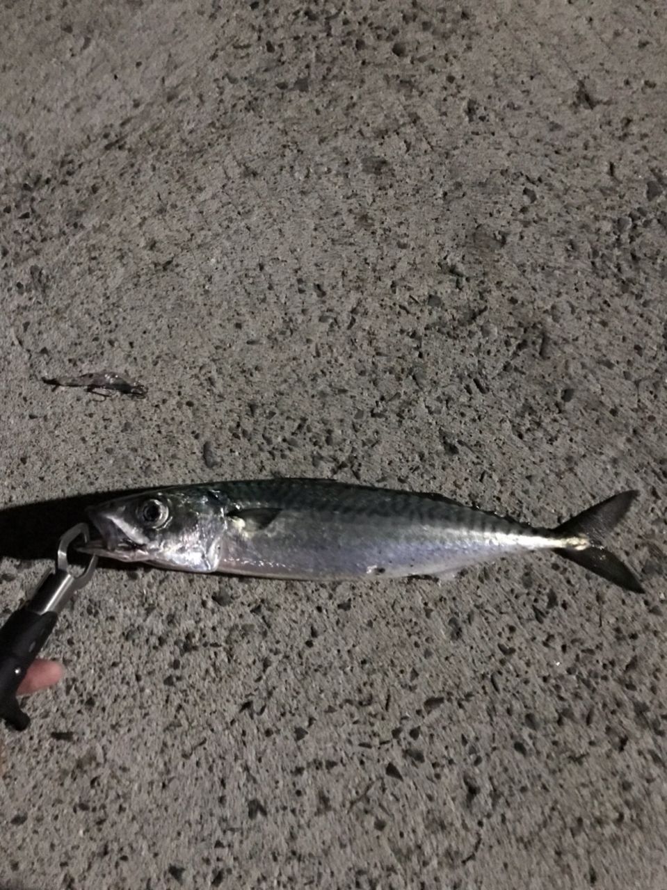 サバ