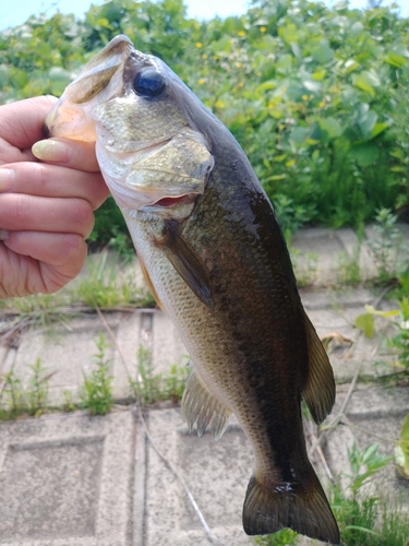 ブラックバスの釣果