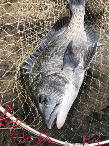 チヌの釣果