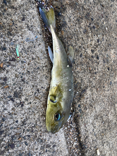 ドクサバフグの釣果