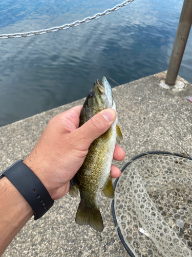 スモールマウスバスの釣果