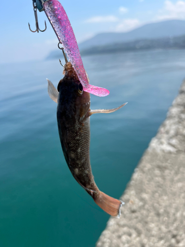 エゾメバルの釣果