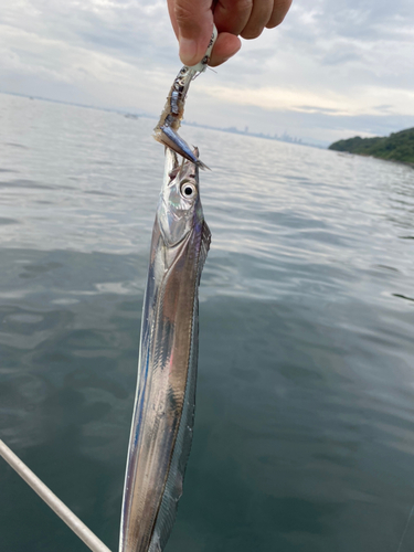 タチウオの釣果