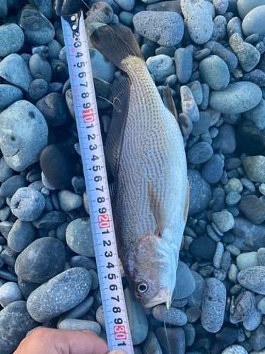 ニベの釣果