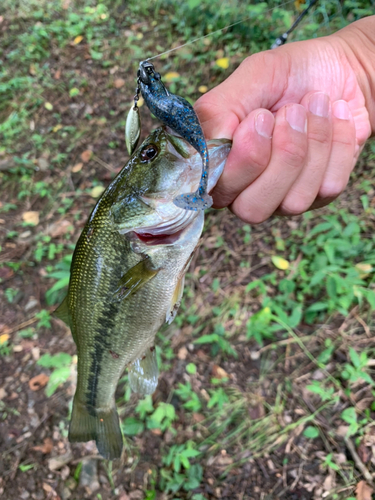 ブラックバスの釣果