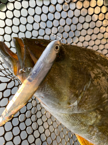 スモールマウスバスの釣果