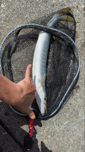 オニカマスの釣果