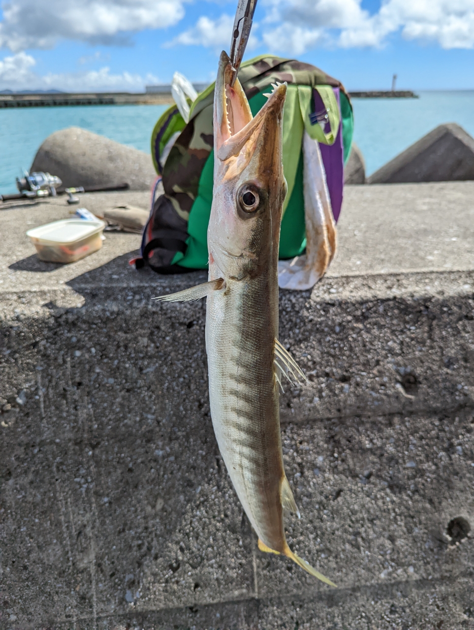 オニカマス