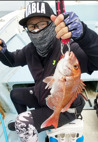 マダイの釣果