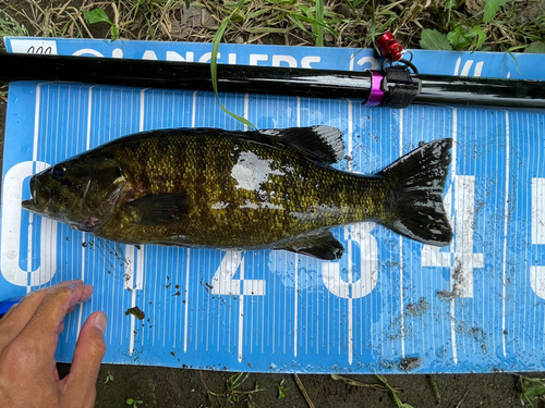 スモールマウスバスの釣果