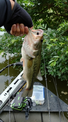 ブラックバスの釣果