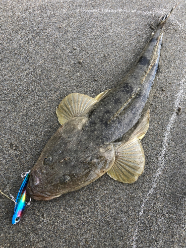 マゴチの釣果