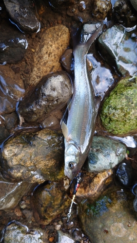 ウグイの釣果