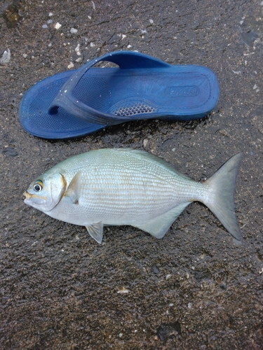 イスズミの釣果