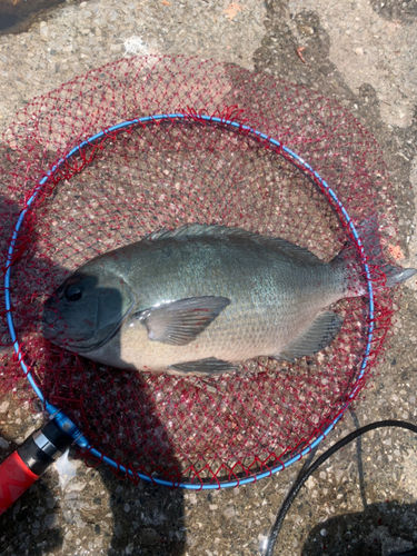 クチブトグレの釣果