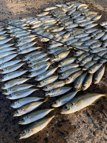 アジの釣果