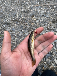 アブラハヤの釣果