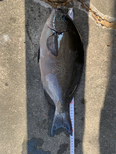 オナガグレの釣果