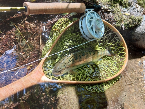 ヤマメの釣果