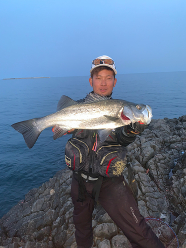 ヒラスズキの釣果