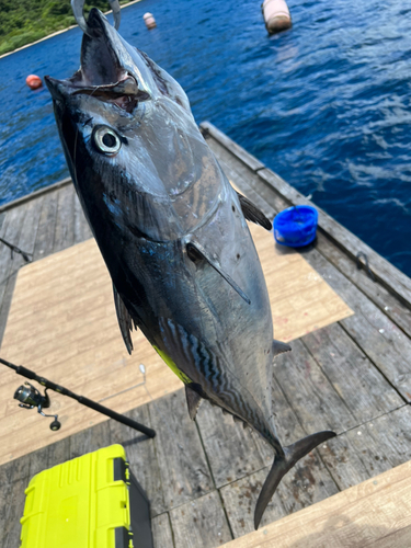 スマガツオの釣果