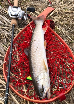 アメマスの釣果