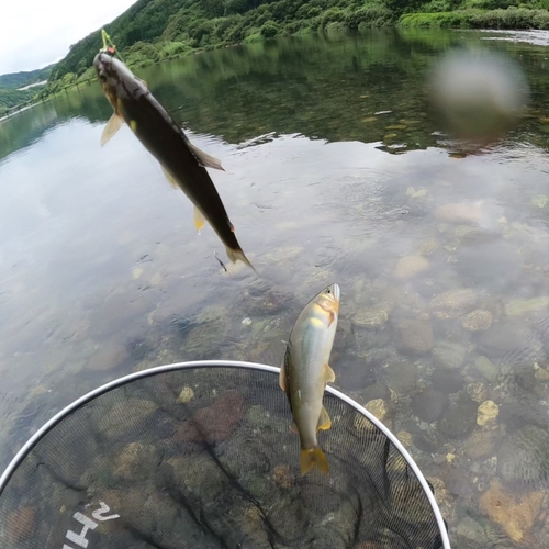 アユの釣果